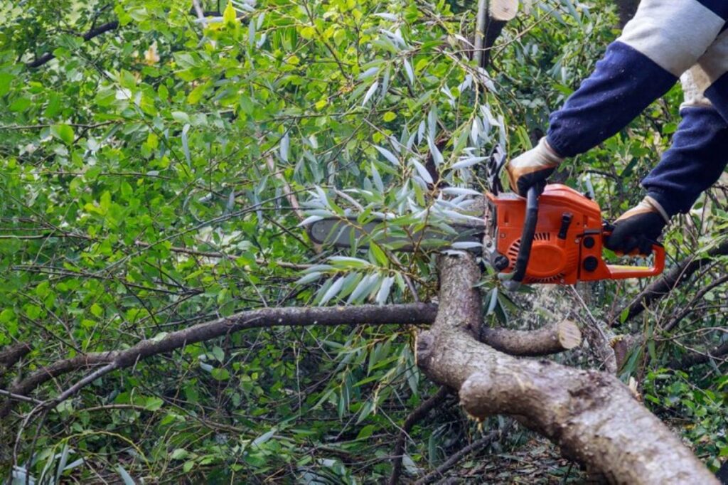 council tree removal