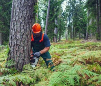 council tree removal