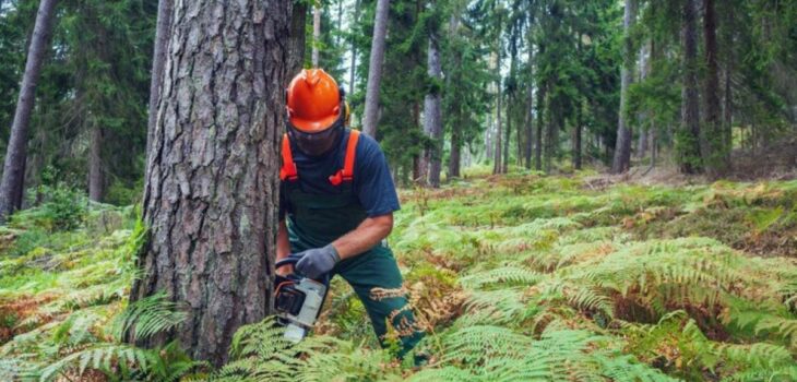 council tree removal