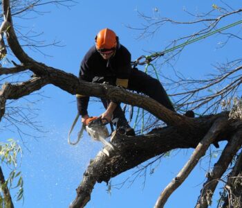 cheap tree removal