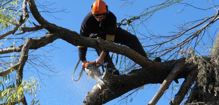 cheap tree removal