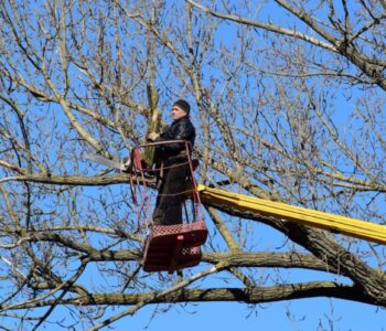 tree pruning services sydney