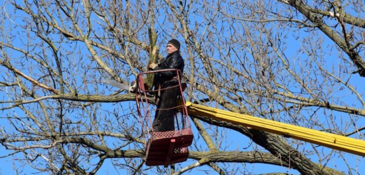 tree pruning services sydney