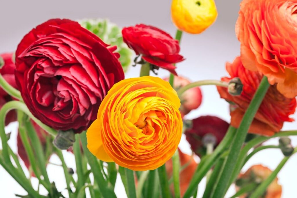 Waverton Florist