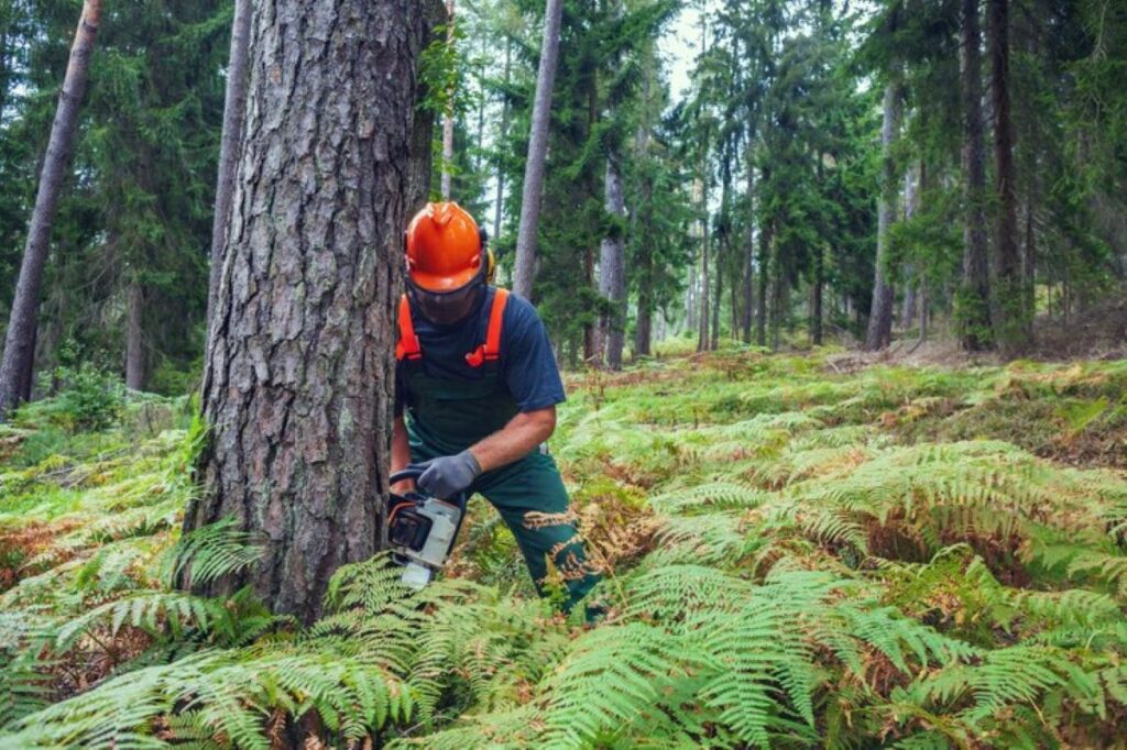 cheap tree removal