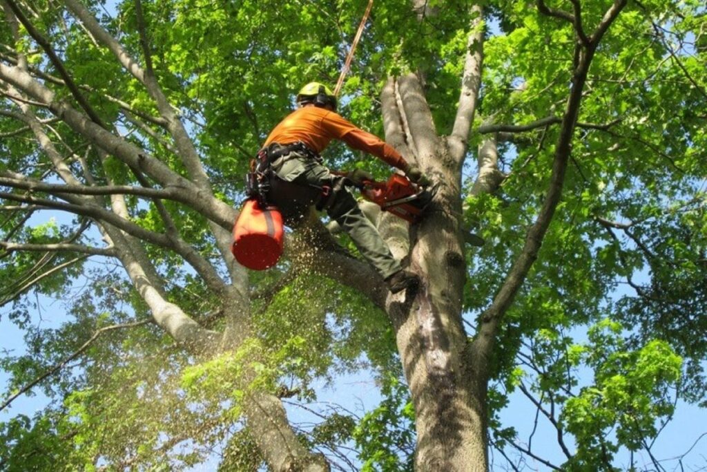 Hunters Hill arborist